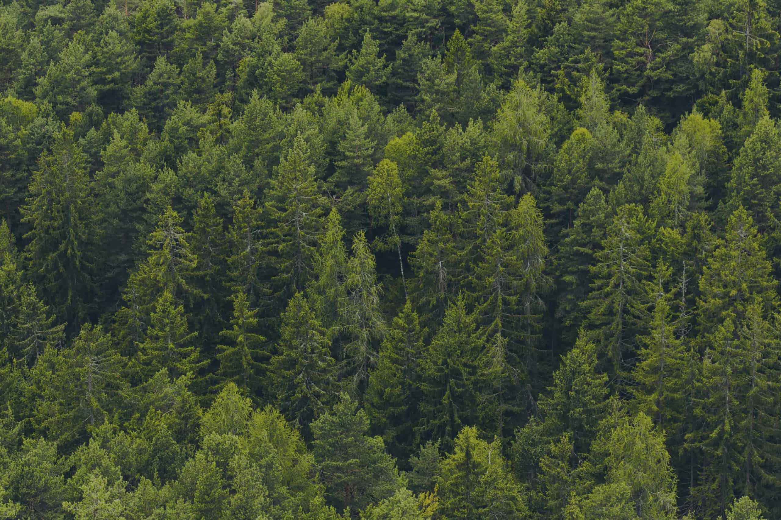 a plane flying over a forest of trees.